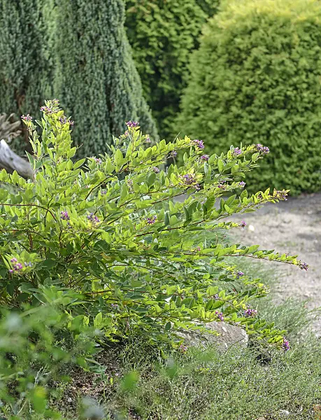 547162 - Bushclover (Lespedeza buergeri)