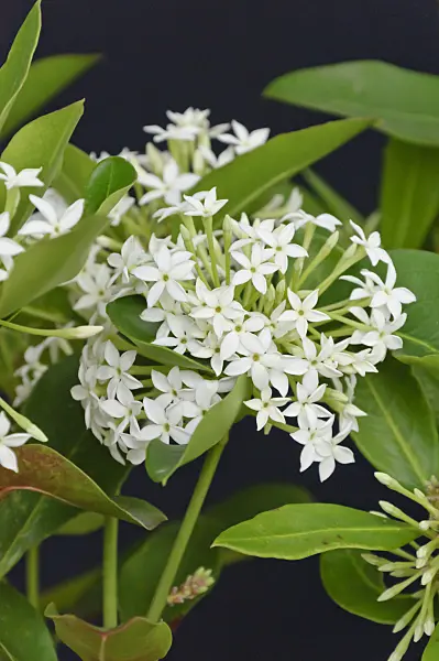 467051 - Bushman's poison (Acokanthera oppositifolia)