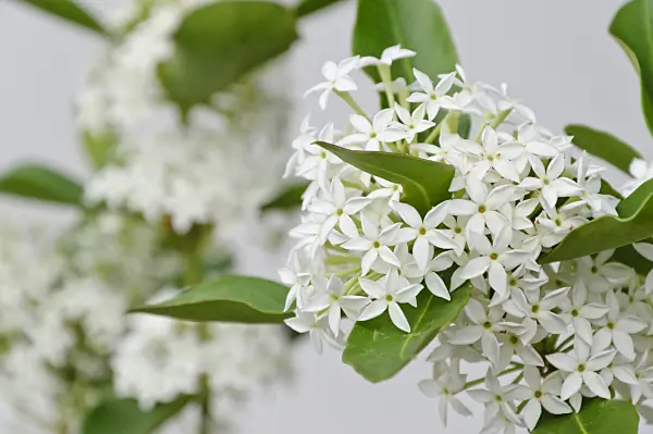 467052 - Bushman's poison (Acokanthera oppositifolia)
