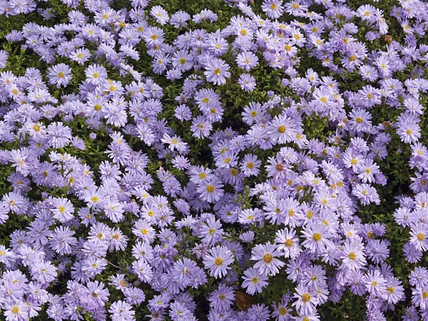418052 - Bushy aster (Aster dumosus)