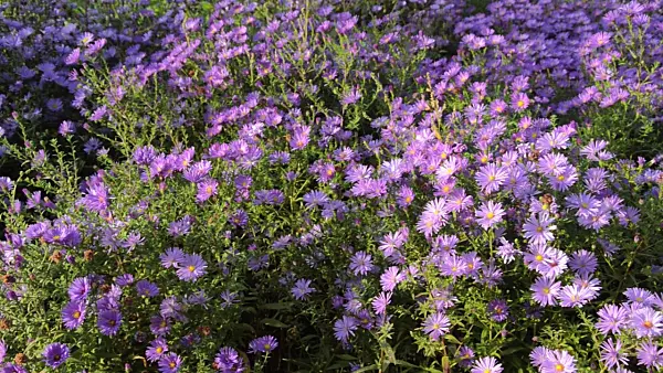 500222 - Bushy aster (Aster dumosus)