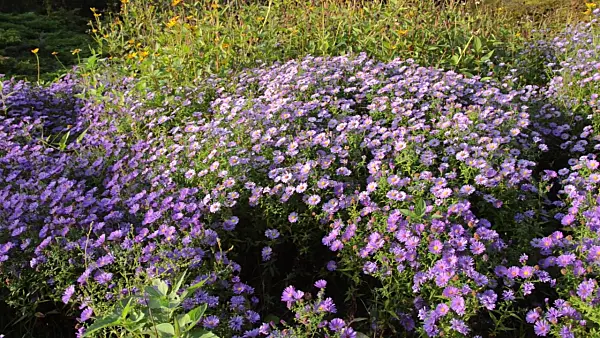 500223 - Bushy aster (Aster dumosus)