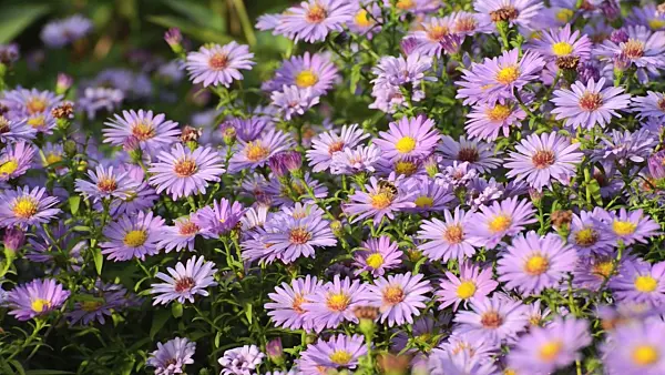 500224 - Bushy aster (Aster dumosus) and bee (Apis)