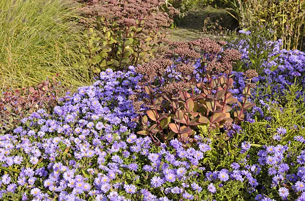 525001 - Bushy aster (Aster dumosus) and orpine (Sedum telephium 'Matrona' syn. Hylotelephium telephium 'Matrona')