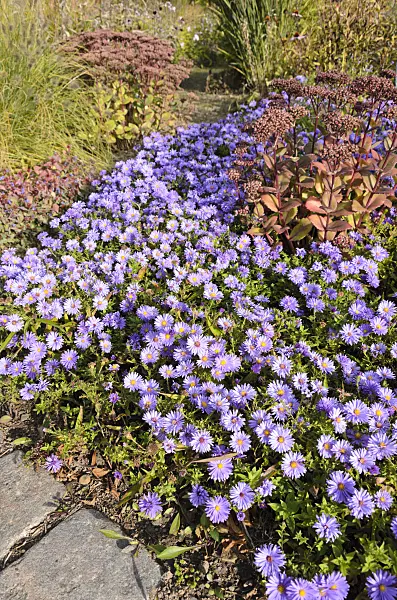 525002 - Bushy aster (Aster dumosus) and orpine (Sedum telephium 'Matrona' syn. Hylotelephium telephium 'Matrona')