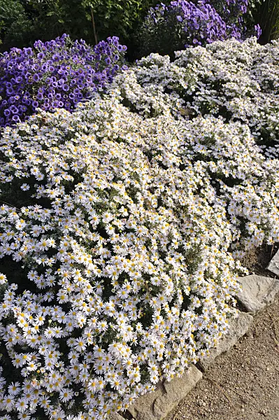 489099 - Bushy aster (Aster dumosus 'Apollo')