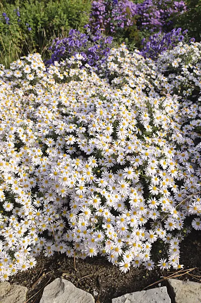 489100 - Bushy aster (Aster dumosus 'Apollo')