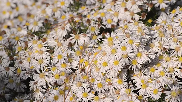 501046 - Bushy aster (Aster dumosus 'Apollo')