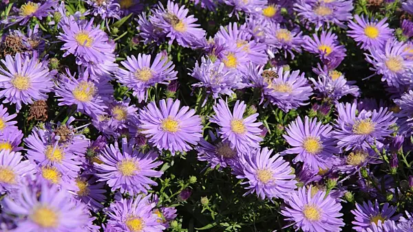 499176 - Bushy aster (Aster dumosus 'Blaue Lagune') and bees (Apis)