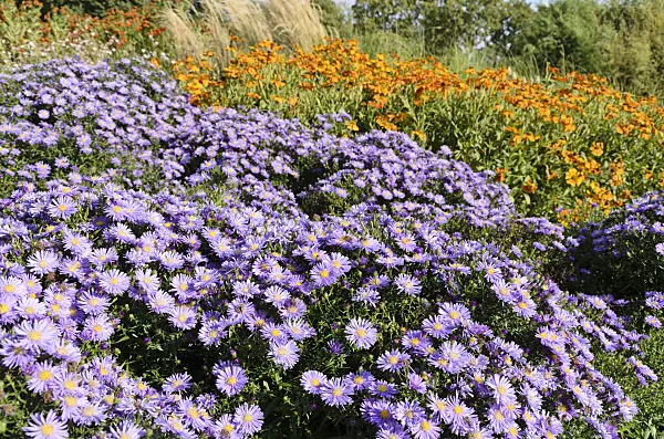499160 - Bushy aster (Aster dumosus 'Blaue Lagune') and sneezeweed (Helenium)