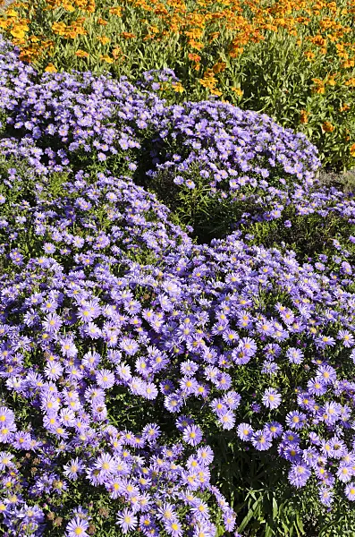 499161 - Bushy aster (Aster dumosus 'Blaue Lagune') and sneezeweed (Helenium)