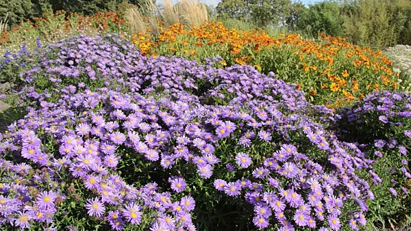 499175 - Bushy aster (Aster dumosus 'Blaue Lagune') and sneezeweed (Helenium)