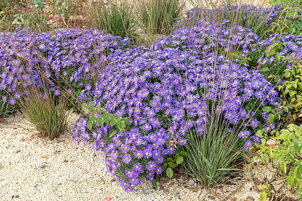 675020 - Bushy aster (Aster dumosus 'Blauer Gletscher')
