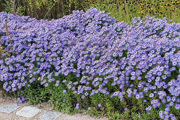 675022 - Bushy aster (Aster dumosus 'Blauer Gletscher')