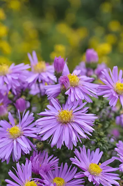 489116 - Bushy aster (Aster dumosus 'Herbstgruss vom Bresserhof')