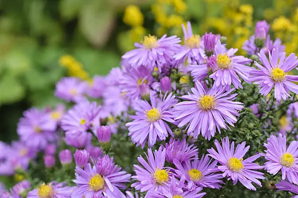 489117 - Bushy aster (Aster dumosus 'Herbstgruss vom Bresserhof')