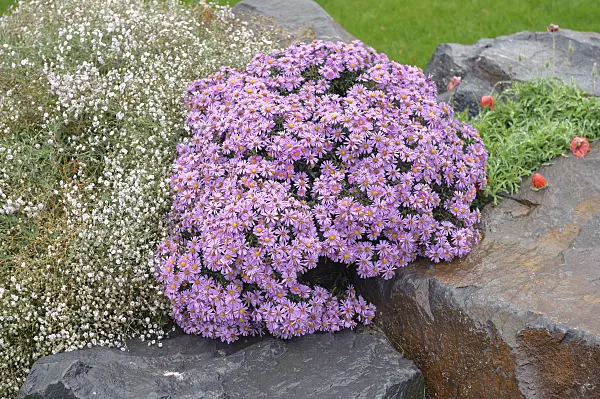 535385 - Bushy aster (Aster dumosus 'Herbstgruss vom Bresserhof')