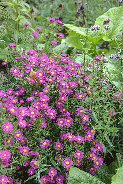 535386 - Bushy aster (Aster dumosus 'Kassel')