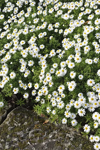 477040 - Bushy aster (Aster dumosus 'Kristina')