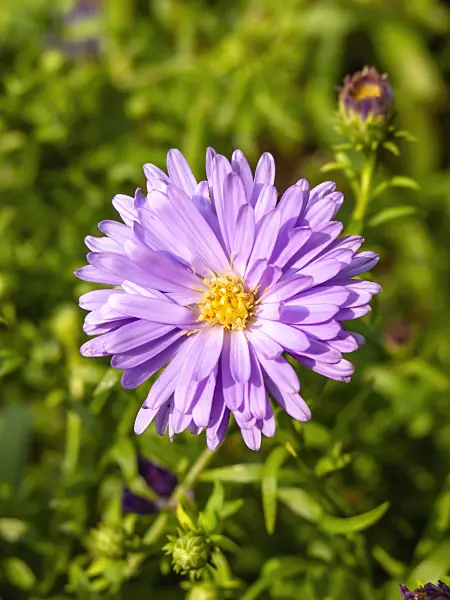 429068 - Bushy aster (Aster dumosus 'Lady in Blue')