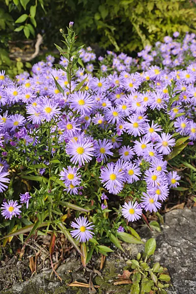 477041 - Bushy aster (Aster dumosus 'Lady in Blue')