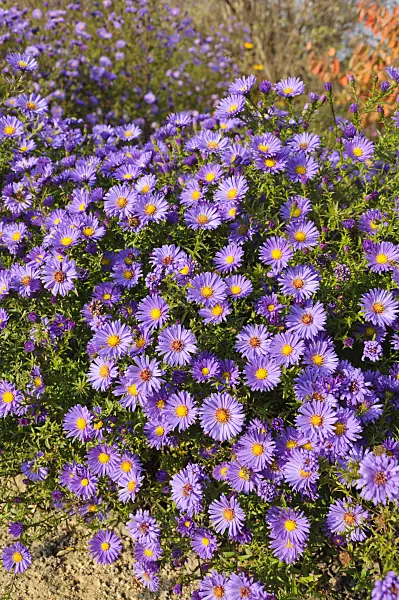 489034 - Bushy aster (Aster dumosus 'Lady in Blue')
