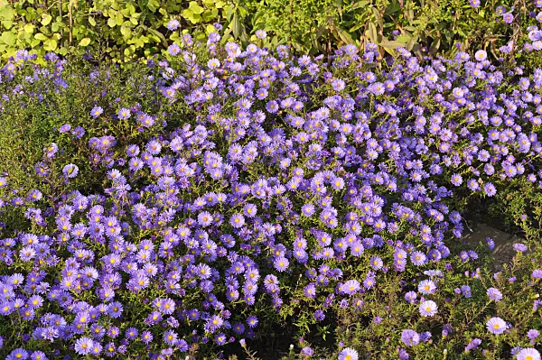 489035 - Bushy aster (Aster dumosus 'Lady in Blue')