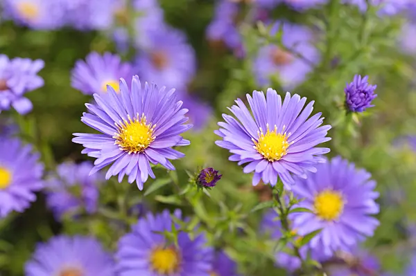 489042 - Bushy aster (Aster dumosus 'Lady in Blue')