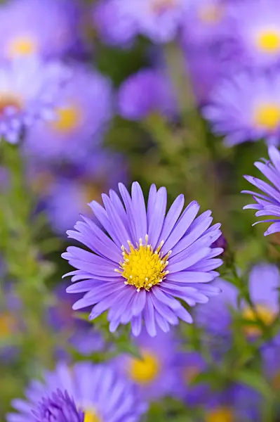489043 - Bushy aster (Aster dumosus 'Lady in Blue')