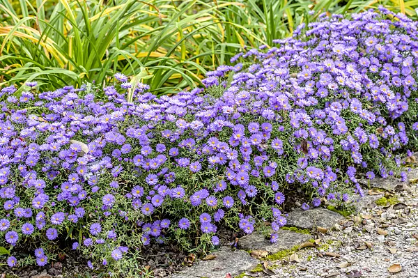 593032 - Bushy aster (Aster dumosus 'Lady in Blue')