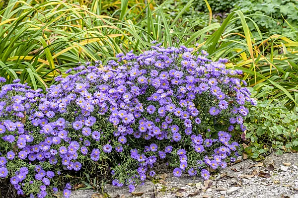 593033 - Bushy aster (Aster dumosus 'Lady in Blue')