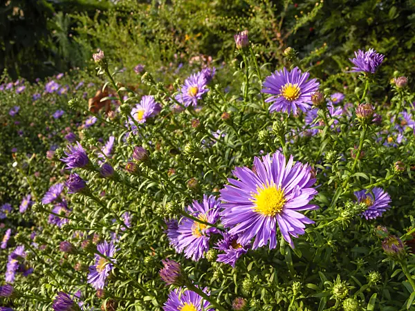429074 - Bushy aster (Aster dumosus 'Mittelmeer')