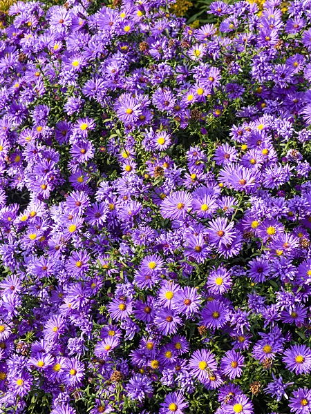 429146 - Bushy aster (Aster dumosus 'Mittelmeer')