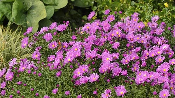 512079 - Bushy aster (Aster dumosus 'Nesthäkchen')