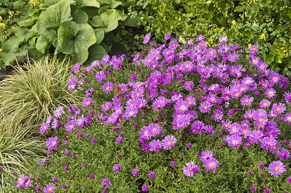 512082 - Bushy aster (Aster dumosus 'Nesthäkchen')