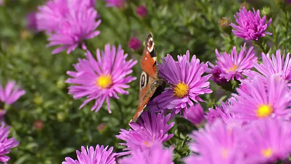 512078 - Bushy aster (Aster dumosus 'Nesthäkchen') and peacock butterfly (Inachis io)