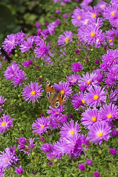 512083 - Bushy aster (Aster dumosus 'Nesthäkchen') and peacock butterfly (Inachis io)