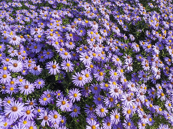 442019 - Bushy aster (Aster dumosus 'Prof. Anton Kippenberg')
