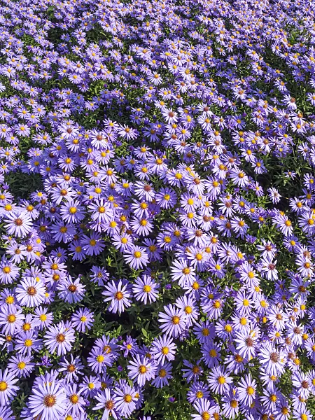 442020 - Bushy aster (Aster dumosus 'Prof. Anton Kippenberg')