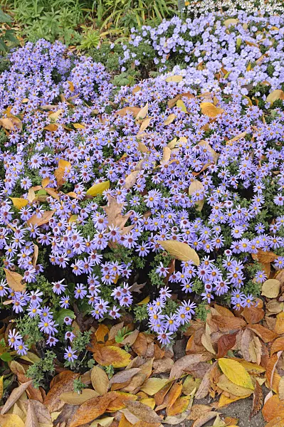 477101 - Bushy aster (Aster dumosus 'Prof. Anton Kippenberg')