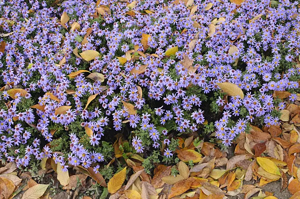 477102 - Bushy aster (Aster dumosus 'Prof. Anton Kippenberg')