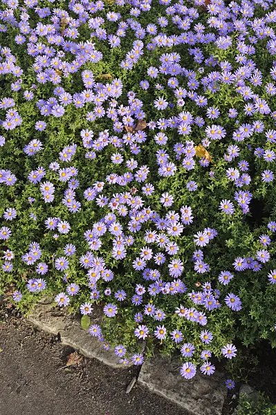 489096 - Bushy aster (Aster dumosus 'Prof. Anton Kippenberg')
