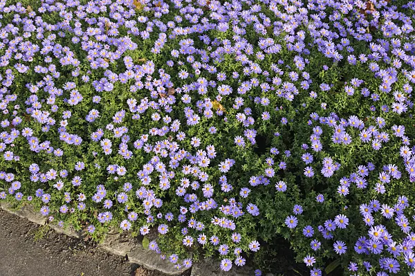 489097 - Bushy aster (Aster dumosus 'Prof. Anton Kippenberg')