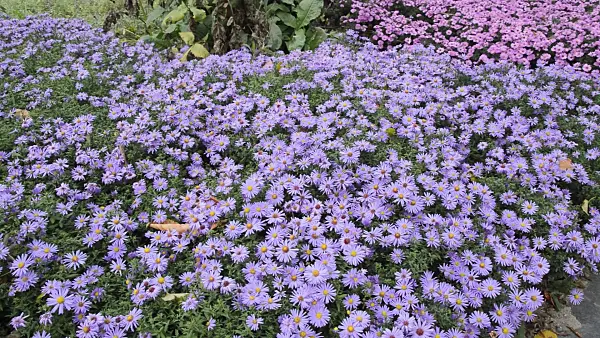 513051 - Bushy aster (Aster dumosus 'Prof. Anton Kippenberg')