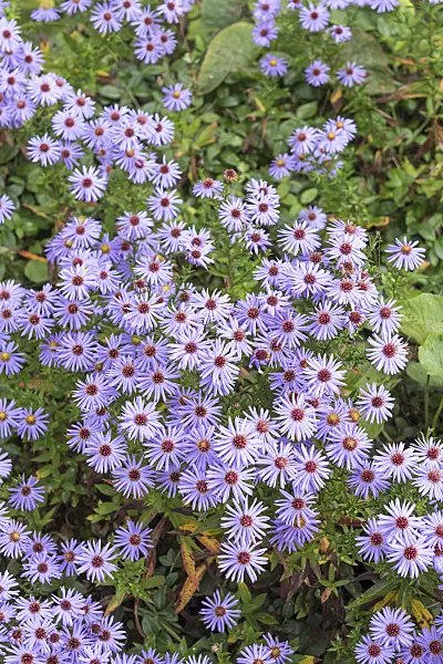 651088 - Bushy aster (Aster dumosus 'Prof. Anton Kippenberg')