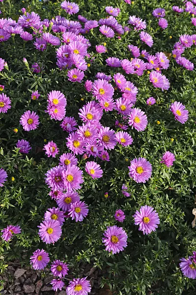 489086 - Bushy aster (Aster dumosus 'Rosenwichtel')