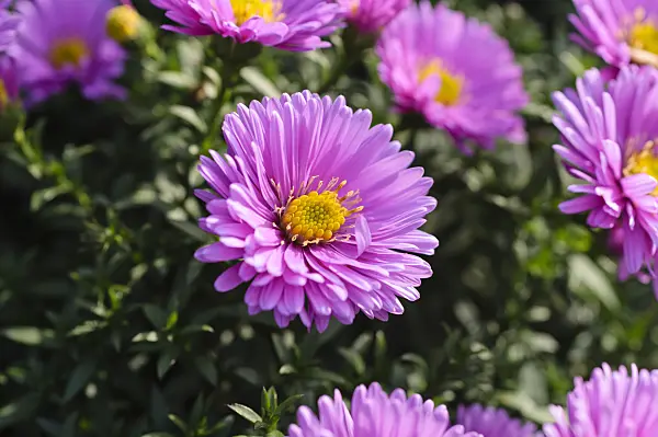 489087 - Bushy aster (Aster dumosus 'Rosenwichtel')