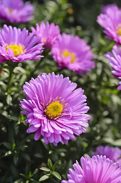 489088 - Bushy aster (Aster dumosus 'Rosenwichtel')