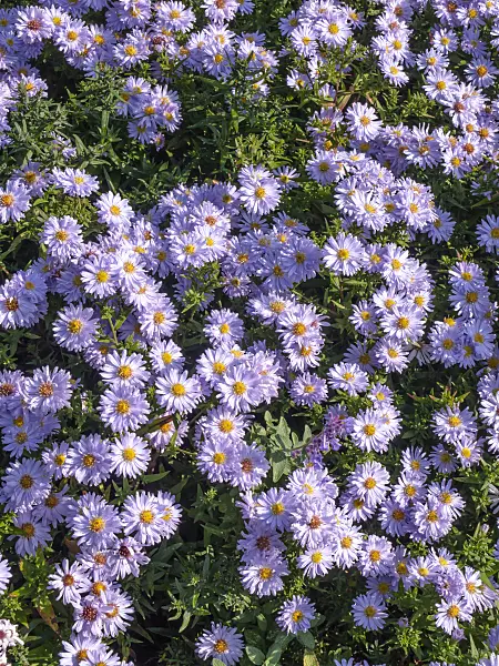 442094 - Bushy aster (Aster dumosus 'Silberball')