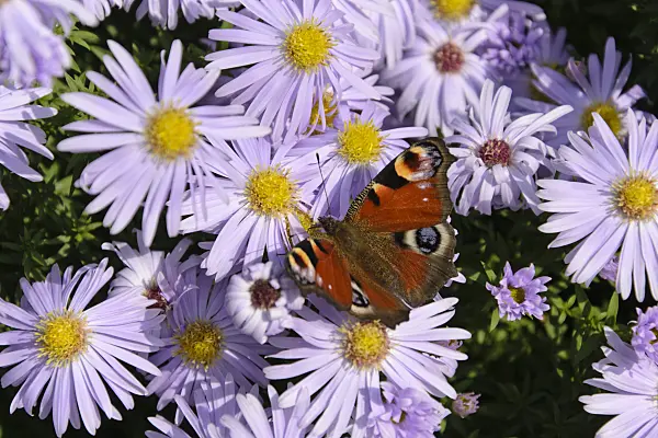 489044 - Bushy aster (Aster dumosus 'Silberblaukissen') and peacock butterfly (Inachis io)